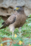 Crested Hawk-eagle 鳳頭鷹鵰