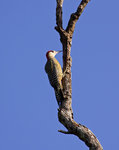 大紅腹啄木鳥 West Indian Woodpecker