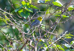 黃頭灰森鶯 (Yellow-headed Warbler)