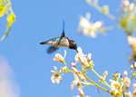 吸蜜蜂鳥 Bee Hummingbird, male