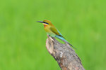 Blue-tailed Bee Eater 栗喉蜂虎
