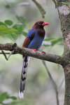 Sri Lanka Blue Magpie 斯里蘭卡藍鵲(E)