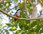 古巴國鳥, Cuba Trogon