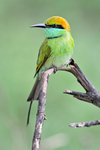 Little Green Bee-eater 綠喉蜂虎