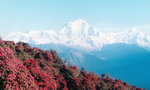 Nepal mountains 尼泊爾滿山杜鵑紅