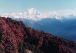 Nepal mountains 尼泊爾滿山杜鵑紅