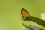 Brunei butterfly _DSC3605s