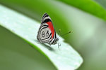 Ecuador butterfly