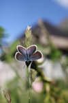 butterfly in Caucasus