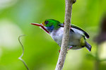 Cuba Tody