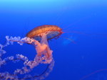 ocean park
