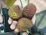 IMG_0041 (Medium)