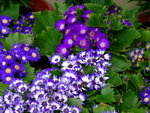 DSCF1266