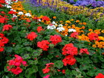 DSCF1284