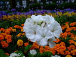 DSCF1285