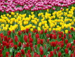 DSCF1407