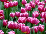 DSCF1413