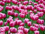 DSCF1414