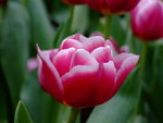 DSCF1419