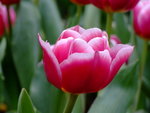 DSCF1421