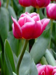 DSCF1425