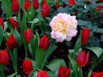 DSCF1461