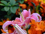 DSCF1467