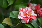 DSC_1090