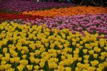 DSC_7043_s