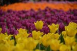DSC_7046_s