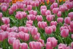 DSC_7050_s