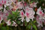 DSC_7088_s