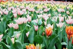 2019-03-15_DSCF1094
