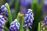 IMG_0451