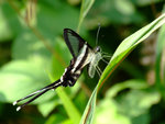 DSCF2786