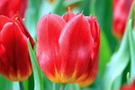 IMG_0020