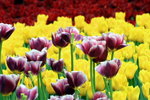 IMG_0050