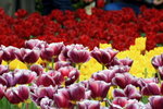 IMG_0053