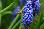 IMG_0251