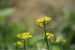 IMG_0034