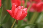 IMG_0041