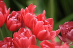 IMG_0301