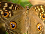 DSCF3387