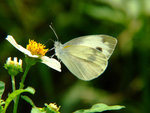 DSCF3390