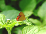DSCF3397