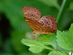 DSCF3413