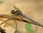 DSCF2659
