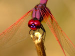 DSCF2744