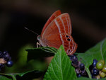 DSCF2784