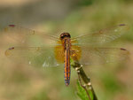 DSCF2812
